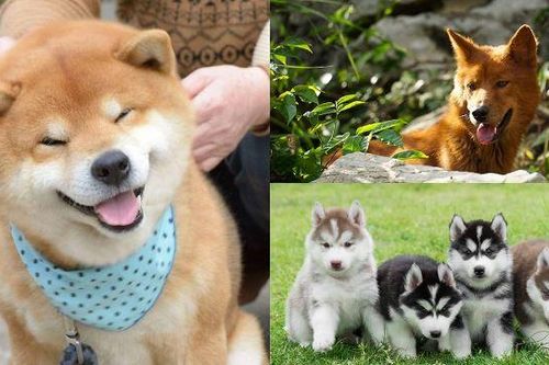 Vì sao con người chọn thuần hóa chó đầu tiên dù từng là kẻ thù không đội trời chung với nhau?