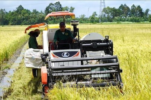 Thị trường nông sản: Giá lúa duy trì ở mức cao nhờ trợ lực xuất khẩu