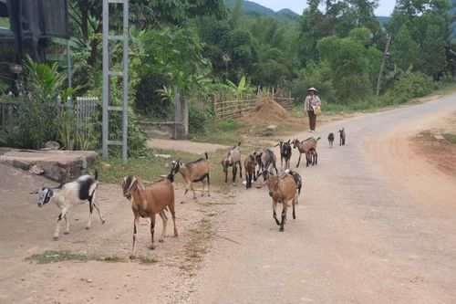 Sức sống mới ở xã 135 duy nhất TP. Hòa Bình