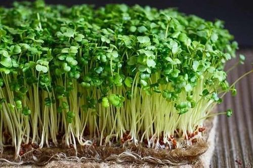 Rau mầm tốt cho sức khỏe thế nào?