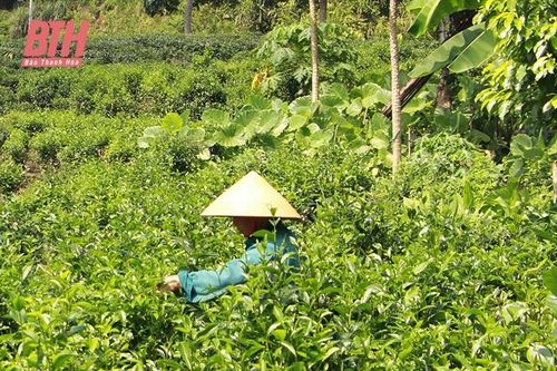 Như Xuân phát triển vùng chè nguyên liệu phục vụ chế biến, xuất khẩu