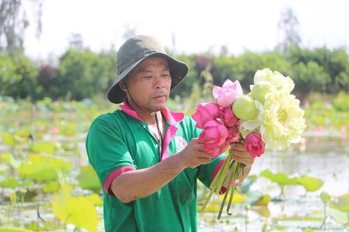 Nông dân an tâm gắn bó với cây sen