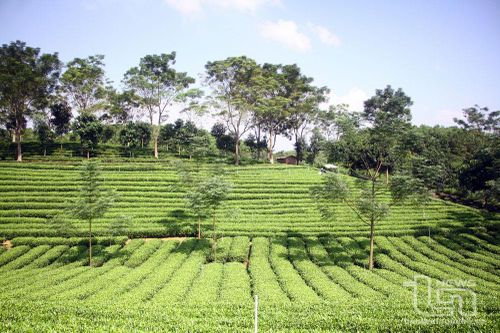65ha chè được cấp chứng nhận tiêu chuẩn hữu cơ