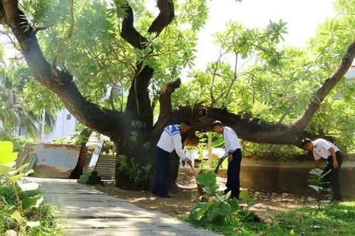 Cây phong ba trên đảo Trường Sa