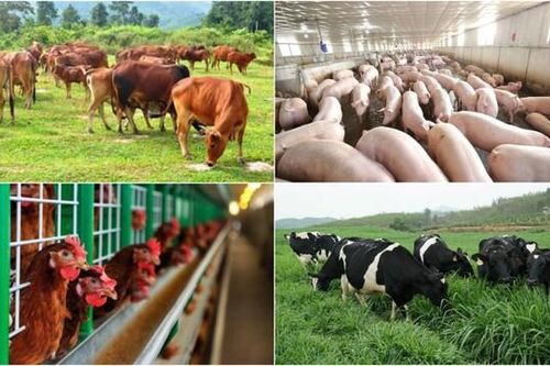 Bắc Ninh: Tăng cường công tác phòng, chống dịch bệnh gia súc, gia cầm