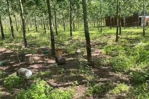 Em đánh anh tử vong chỉ vì cạo nhầm hàng cao su