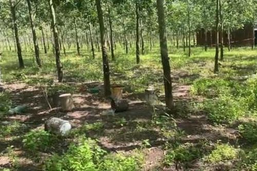 Đánh anh trai dẫn đến tử vong chỉ vì cạo mủ nhầm hàng cây cao su