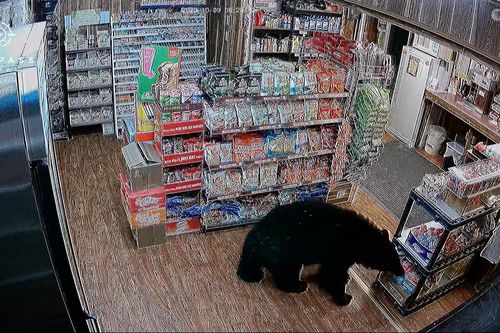 Nhân viên 'đứng hình' nhìn gấu đen xông vào cửa hàng trộm thức ăn