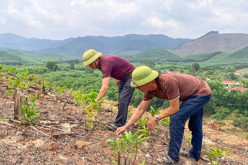 Quảng Bình: Sống bên núi đồi nhưng vẫn thiếu đất trồng rừng sản xuất