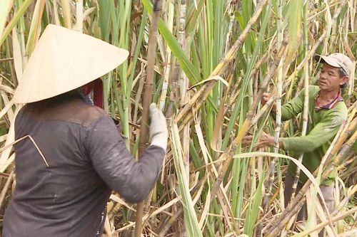 Cây mía miền Tây... 'hết ngọt'