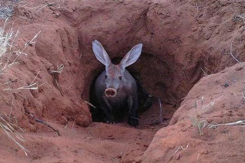 Bó tay loài động vật xấu nhất hành tinh: Mõm heo, tai thỏ, đuôi kangaroo