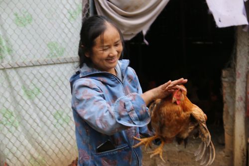 Khá giả nhờ nuôi gà ta thả vườn ở xứ Mường
