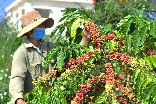 Nông sản Việt trước thách thức quy định chống phá rừng của EU