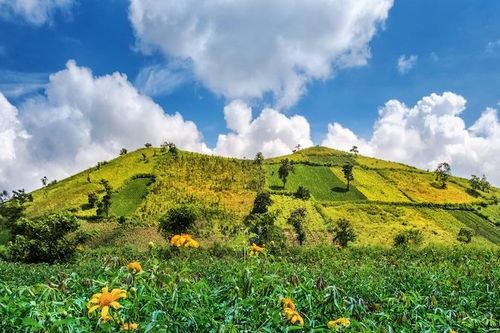 Gia Lai: Sẵn sàng cho lễ hội hoa dã quỳ - núi lửa Chư Đăng Ya
