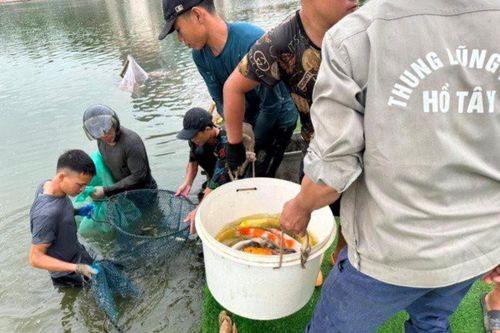 Di chuyển 8 tấn cá koi khỏi hồ Đầm Đông