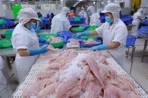 Xuất khẩu tuần 30/10-5/11: Xuất khẩu cá tra, cá ngừ kỳ vọng nhiều tăng trưởng,xuất khẩu gạo của Việt Nam khởi sắc