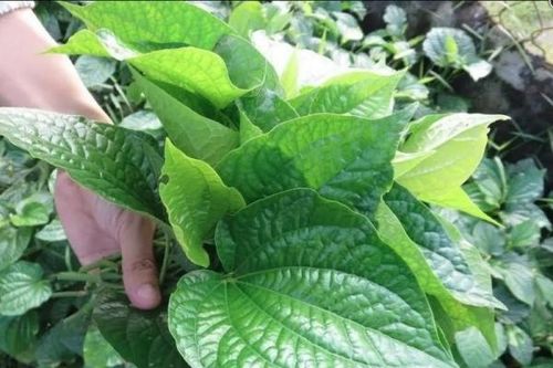 Chữa chứng ra mồ hôi tay chân bằng cây lá lốt
