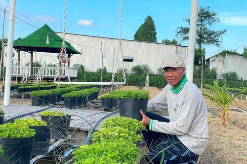 Tất bật vụ hoa Tết