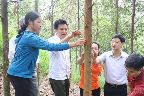Hơn 60 hộ nông dân xã Phú Nhuận được tập huấn phòng trừ sâu đo hại quế