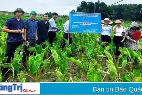 Trồng môn nịt trái vụ trên đất cát bạc màu cho thu nhập cao gấp 5-6 lần trồng lạc