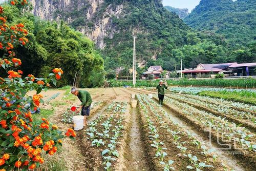 Định Hóa: Khai thác hiệu quả sản xuất vụ đông