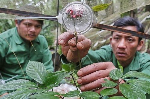Làm gì để hài hòa bài toán thuê môi trường rừng?
