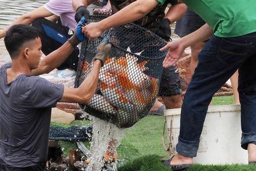 Công nhân lội bì bõm chuyển những con cá koi cuối cùng khỏi hồ Đầm Đông