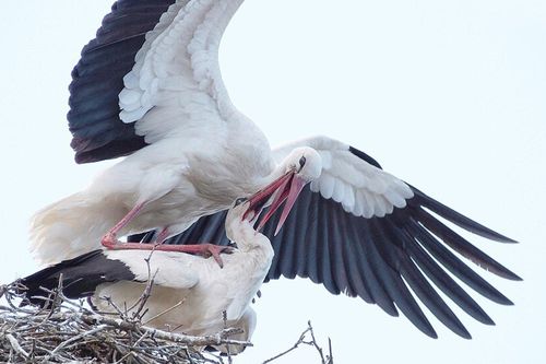 Loài vật mang tính biểu tượng của sự lãng mạn nhưng vô cùng tàn nhẫn với con