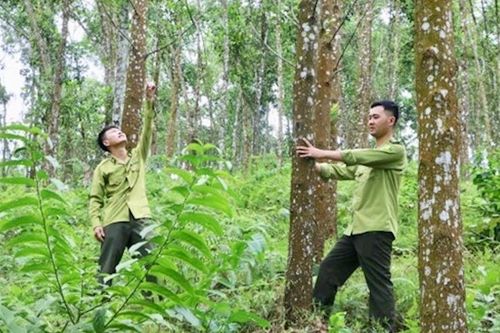 Phát triển 1 triệu héc-ta rừng trồng cây gỗ lớn vào năm 2030