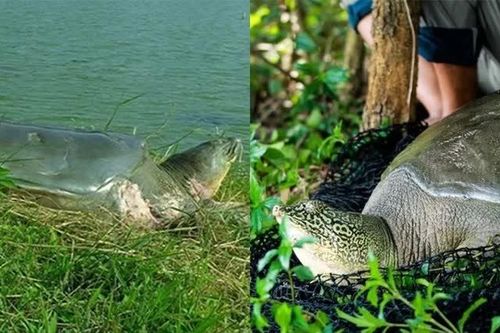 Việt Nam sở hữu rùa quý hiếm: Cả thế giới chỉ còn 2 cá thể