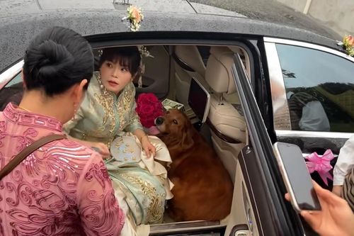 Hình ảnh chú chó không muốn rời xa trong ngày cô chủ đi lấy chồng