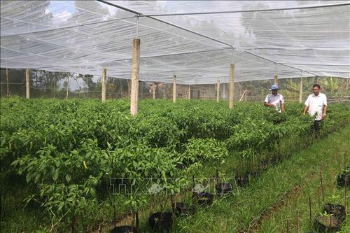 Mô hình chuyên rau màu cho thu nhập 130 triệu đồng/ha/năm