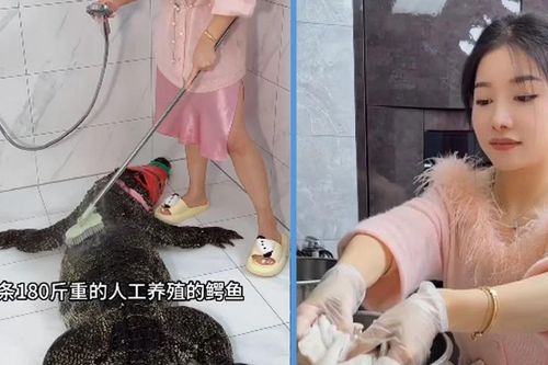 Nữ vlogger ẩm thực bị chỉ trích vì mổ cá sấu nặng 90kg để 'câu view'