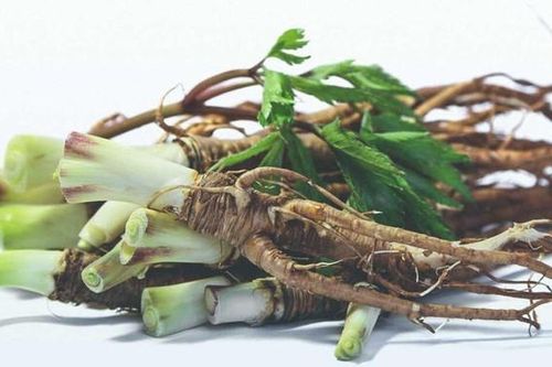 Tại sao đương quy được gọi là 'nhân sâm nữ'? 8 lợi ích bất ngờ từ loại thảo dược này