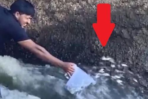Kỳ lạ đàn cá 'tự chui đầu vào ca'