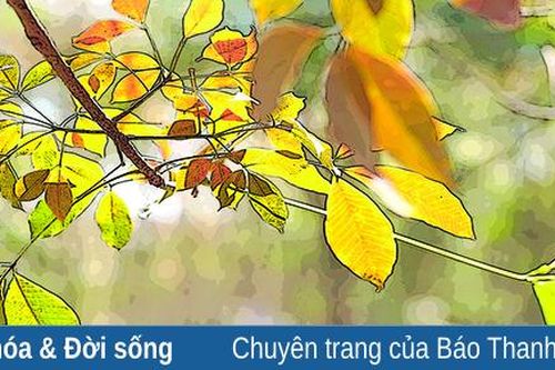 Mùa yêu thương chạm ngõ