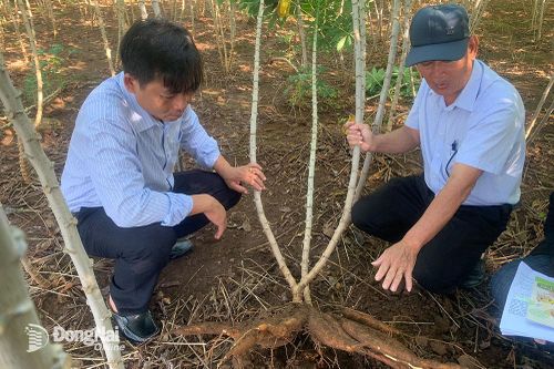 Giá củ mì tươi tăng cao