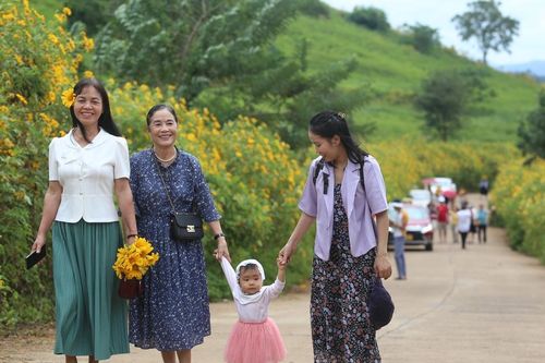 Hoa dã quỳ đã rực nở trên núi lửa Chư Đang Ya