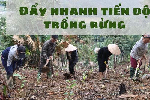 Đẩy nhanh tiến độ trồng rừng