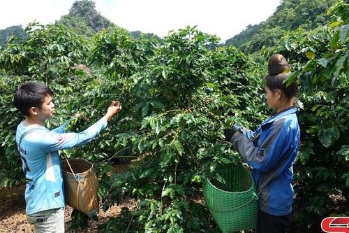 Tái canh cây cà phê - Giải pháp để phát triển bền vững