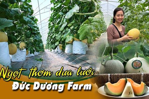 Ngọt thơm dưa lưới Đức Dương Farm