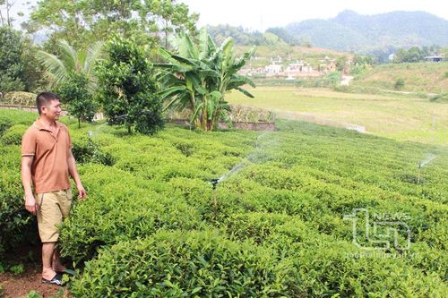 Sản xuất chè vụ đông: Lợi nhuận nhân đôi