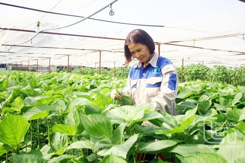 200ha rau sản xuất theo tiêu chuẩn VietGAP