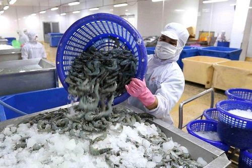 Xuất khẩu tôm gặp khó, 'vua tôm' Thủy sản Minh Phú (MPC) báo lỗ ròng 110 tỷ đồng