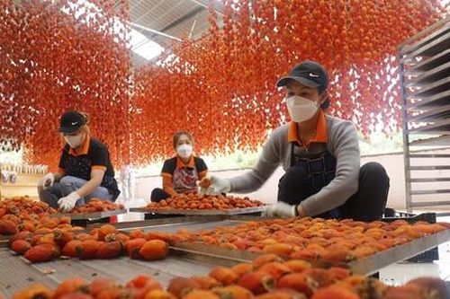 Liên kết giảm nghèo từ làm hồng treo gió trên cao nguyên