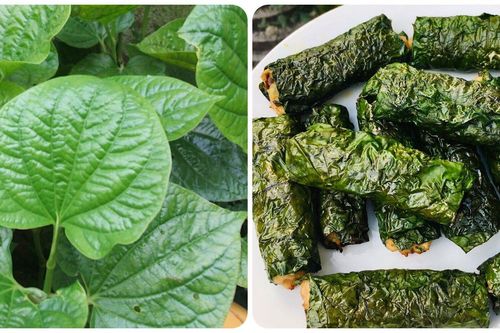 Công dụng của lá lốt ít người biết