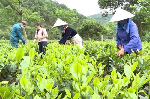 Hợp tác xã tạo việc làm cho đồng bào dân tộc thiểu số