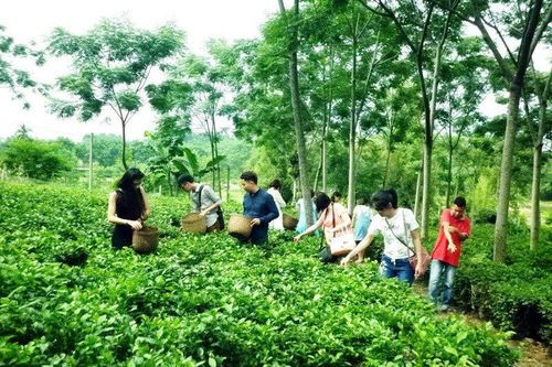 Để du lịch nông nghiệp, nông thôn 'cất cánh'