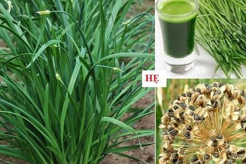 Cây rau hẹ chữa bệnh gì?