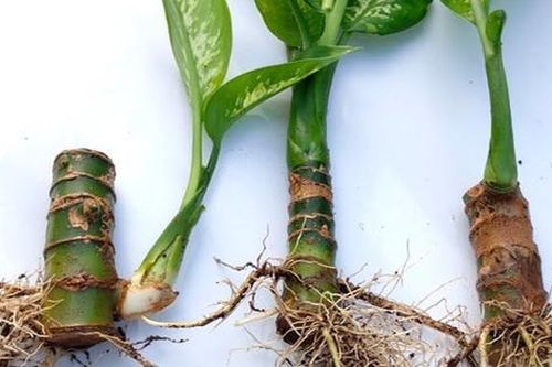 Vạn niên thanh không chỉ làm cảnh mà còn là cây thuốc chữa bệnh